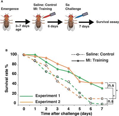 Genetic dissection of innate <mark class="highlighted">immune memory</mark> in Drosophila melanogaster